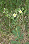 Sulphur cinquefoil